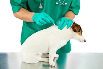 Adary vet - Cabinet Veterinar Bucuresti