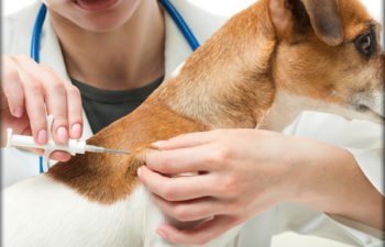 Adary vet - Cabinet Veterinar Bucuresti